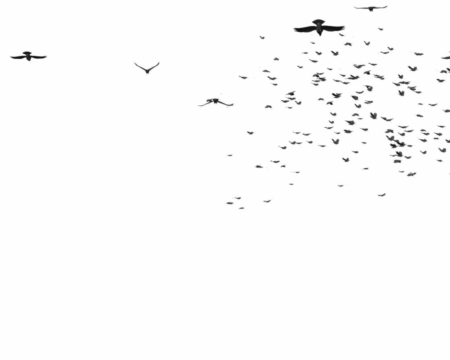 Image of a data project:LOSS I